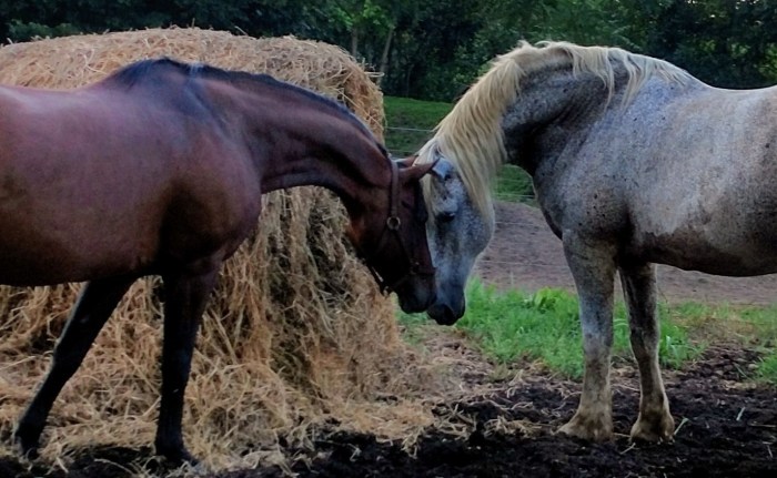 Visa and Obediah (2)